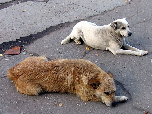 Фото стаи собак на улицах